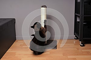 Siamese cat stretching on scratching post