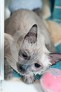 Siamese Cat taking a Bath