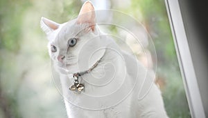 Siamese cat is the Thai domestic cat, very cute and smart pet in house, beautiful white cat and blue eye