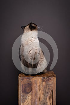 siamese cat turning around looking away at background with copy space