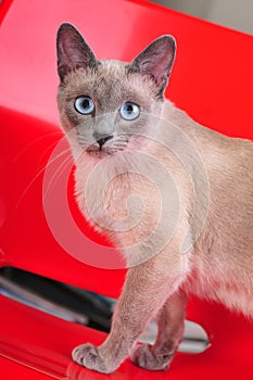 Siamese Cat Walking on a Red Chair