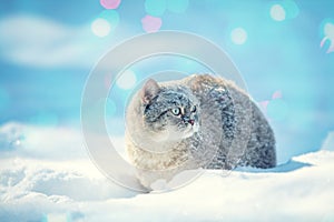 Siamese cat walks in the deep snow