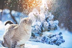 Siamese cat walks in the snow