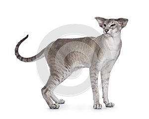 Siamese cat on white background