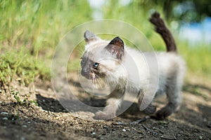 Siamese cat