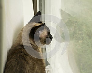Siamese Cat in Window with Reflection