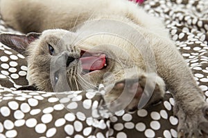 Siamese Cat Yawning and Stretching