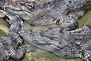 Siamese crocodile