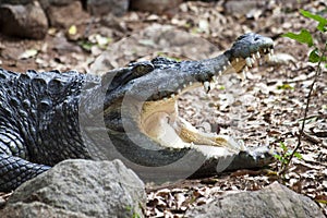 Siamese crocodile