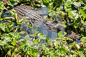 The Siamese crocodile (Crocodylus siamensis) is a freshwater crocodile