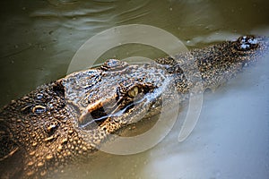 The Siamese crocodile (Crocodylus siamensis) is a freshwater crocodile