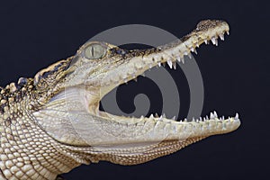 Siamese crocodile / Crocodylus siamensis