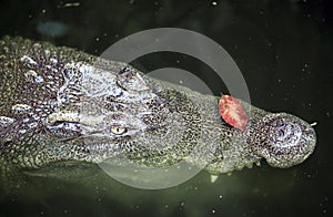 Siamese crocodile Crocodylus siamensis lurking in swamp