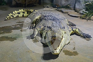 Siamese crocodile Crocodylus siamensis in the zoo