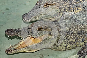Siamese crocodile head.
