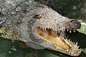 Siamese crocodile head.