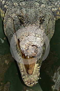 Siamese crocodile head.