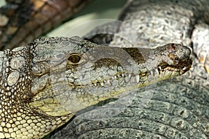 Siamese crocodile head.