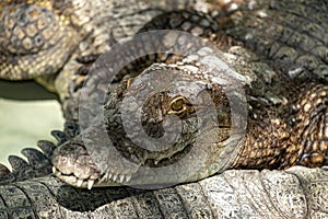 Siamese crocodile head.