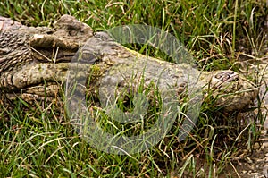 Siamese crocodile photo