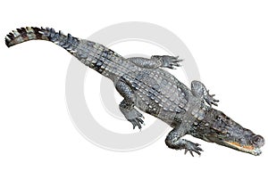 Siamese crocodile over white background