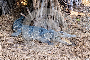 Siamese crocodile sleeping with its mouth open to release heat