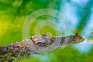 Siamese crocodile in the water