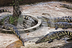 Siamese Crocodiles in crocodile farm in the Mekong Delta, Vietn