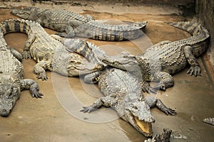 Siamese crocodiles Crocodylus siamensis on a farm near My Tho, Vietnam. This is an endangered species of medium-sized freshwater