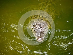 Siamese Crocodiles are in the pond.