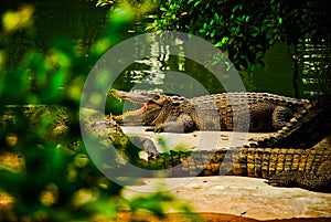 Siamese crocodille laying by the river and relaxing with the opened mounth with sharp tooths