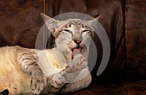 Siamese Domestic Cat Grooming, Licking its Paw