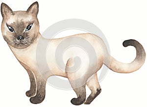 Siamese  domestic cat  illustration. Cute Cats background. Watercolor hand drawn picture