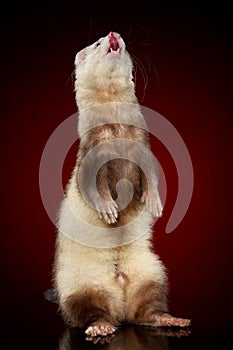 Siamese ferret on hinder legs