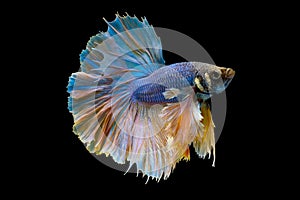 Siamese fighting betta fish with main color of blue and light yellow swim to different side on dark background