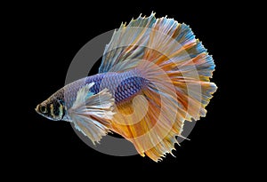 Siamese fighting betta fish with main color of blue and light yellow swim to different side on dark background