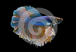 Siamese fighting betta fish with main color of blue and light yellow swim to different side on dark background