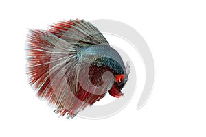 Siamese fighting fish,