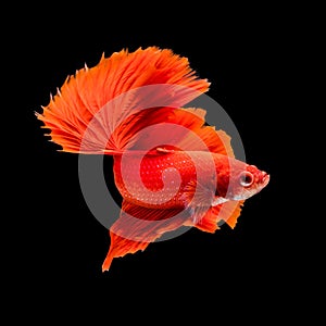 SIAMESE FIGHTING FISH