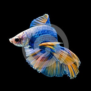 SIAMESE FIGHTING FISH