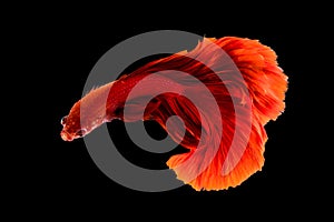 SIAMESE FIGHTING FISH