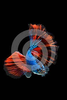 SIAMESE FIGHTING FISH