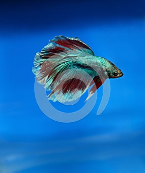 Siamese fighting fish