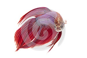 Siamese fighting fish