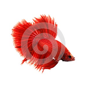 Siamese fighting fish