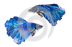 Siamese fighting fish