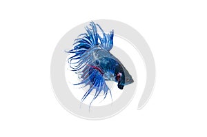 Siamese fighting fish