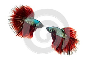 siamese fighting fish