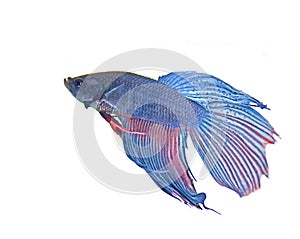 Siamese fighting fish