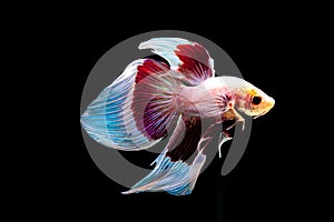 Siamese Fighting Fish